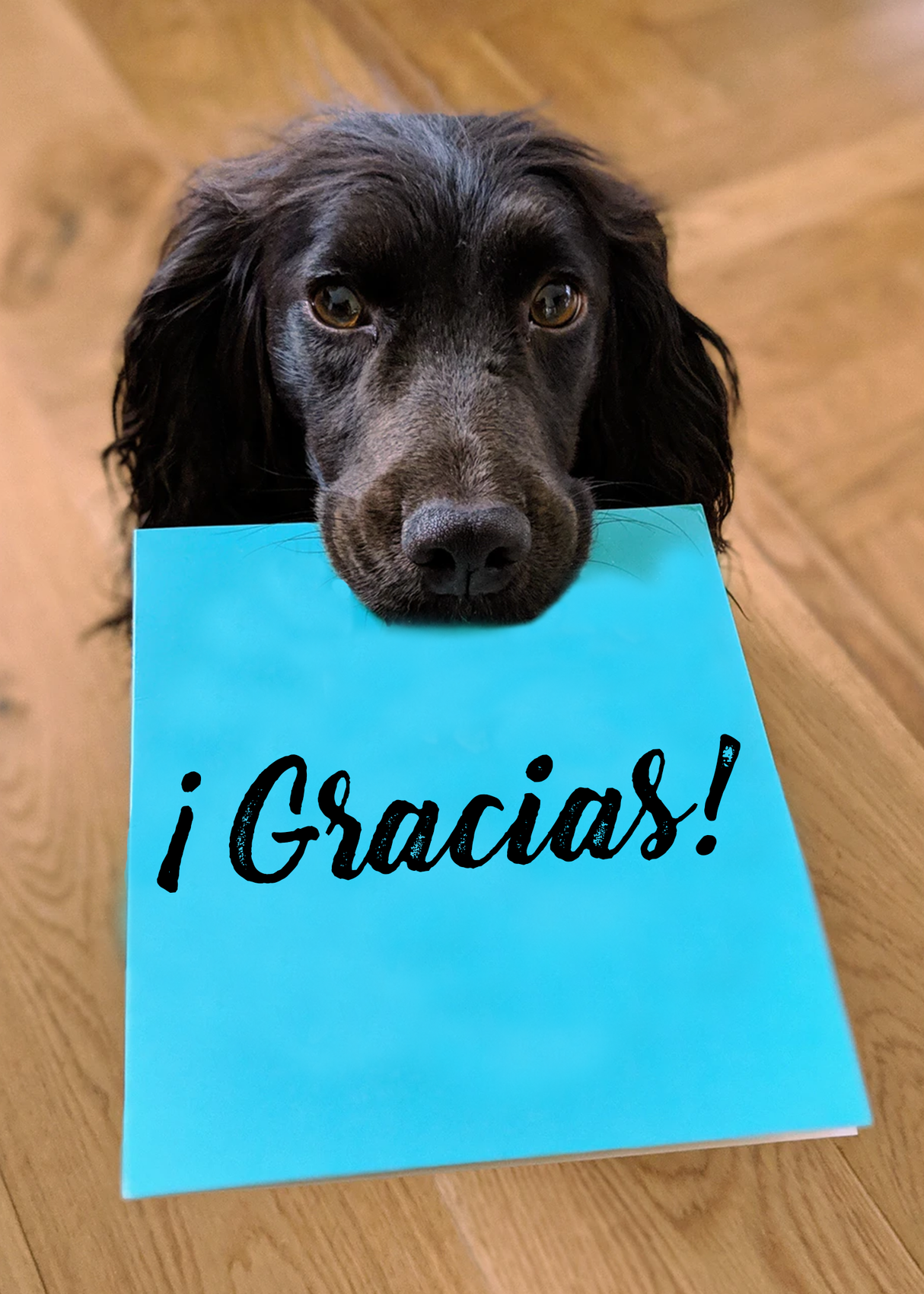 ¡Gracias!