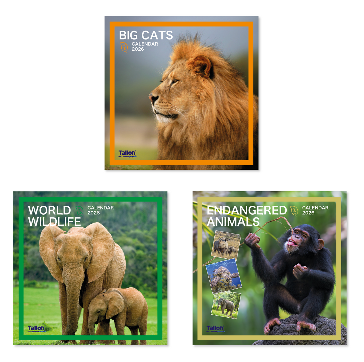 Square Calendar: Big Cats, Animals & Wildlife